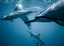 马健：王俊杰若冲击NBA要找好的经纪公司，杨瀚森就是成功案例